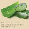 image:imageHairitage Gentle Daily Hydrating and Moisturizing Shampoo For Dry Hair with Jojoba Oil  Aloe Vera  UltraMild  MoistureRich  Improves Dry Brittle Strands 13 fl ozDaily Shampoo 13oz